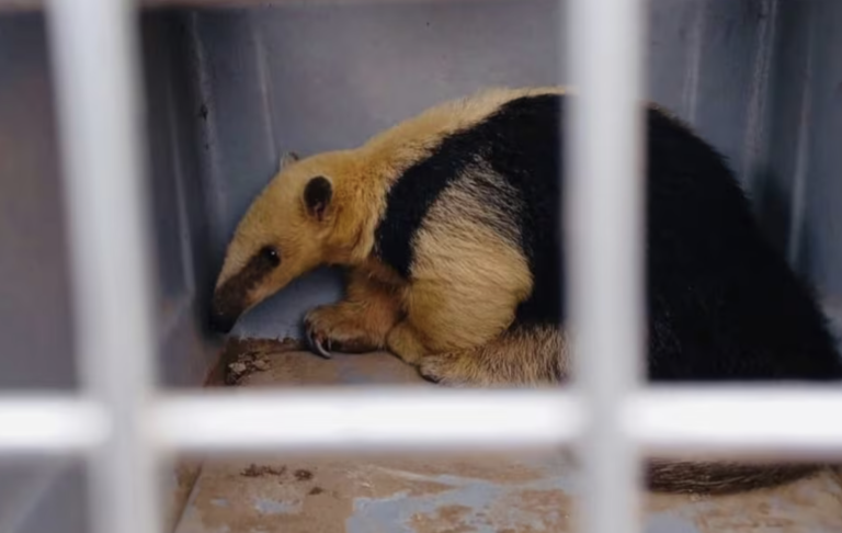 Un oso melero apareció en Charbonier